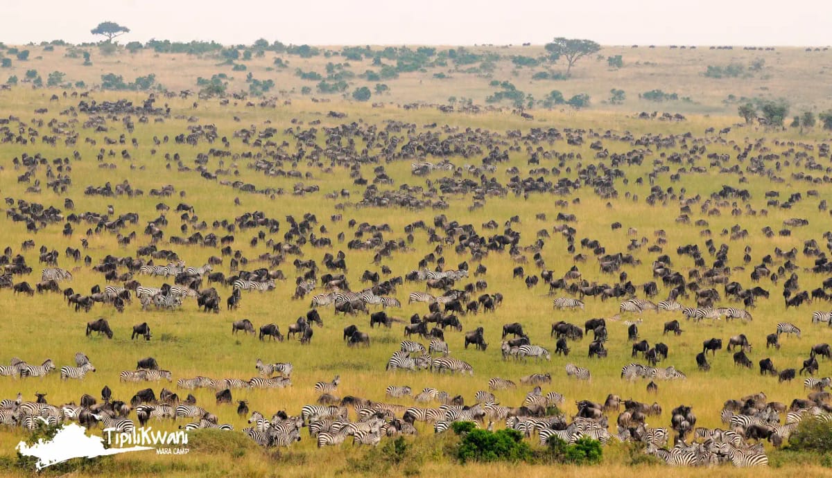 Tipilikwani Mara Camp 2 Night Safari 29