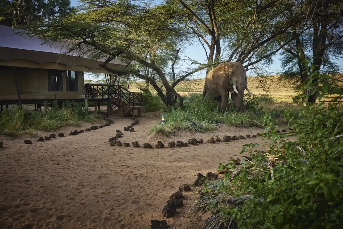 Tipilikwani Mara Camp 2 Night Safari 28