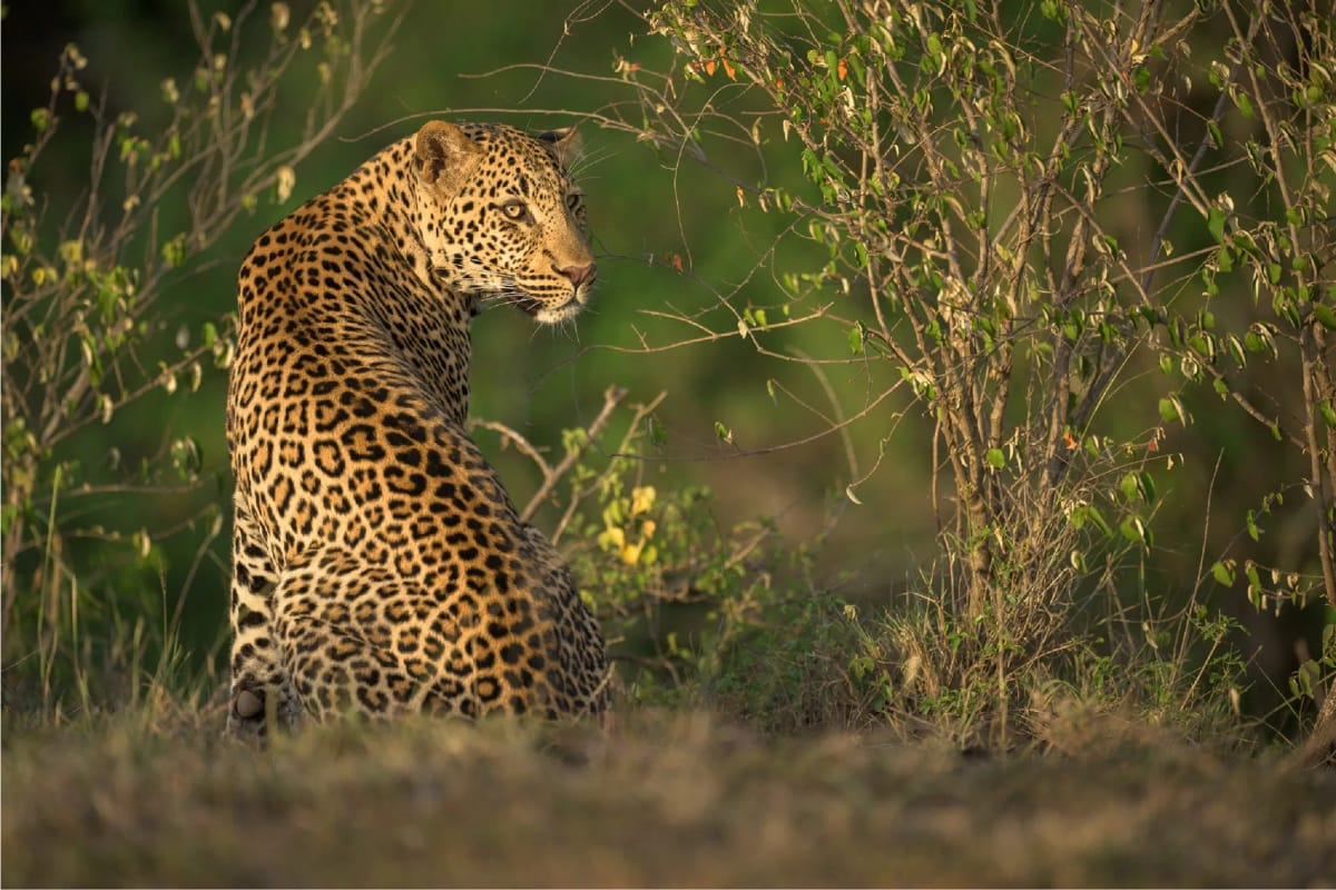 Lerai Safari Camp 2 Night Safari 26