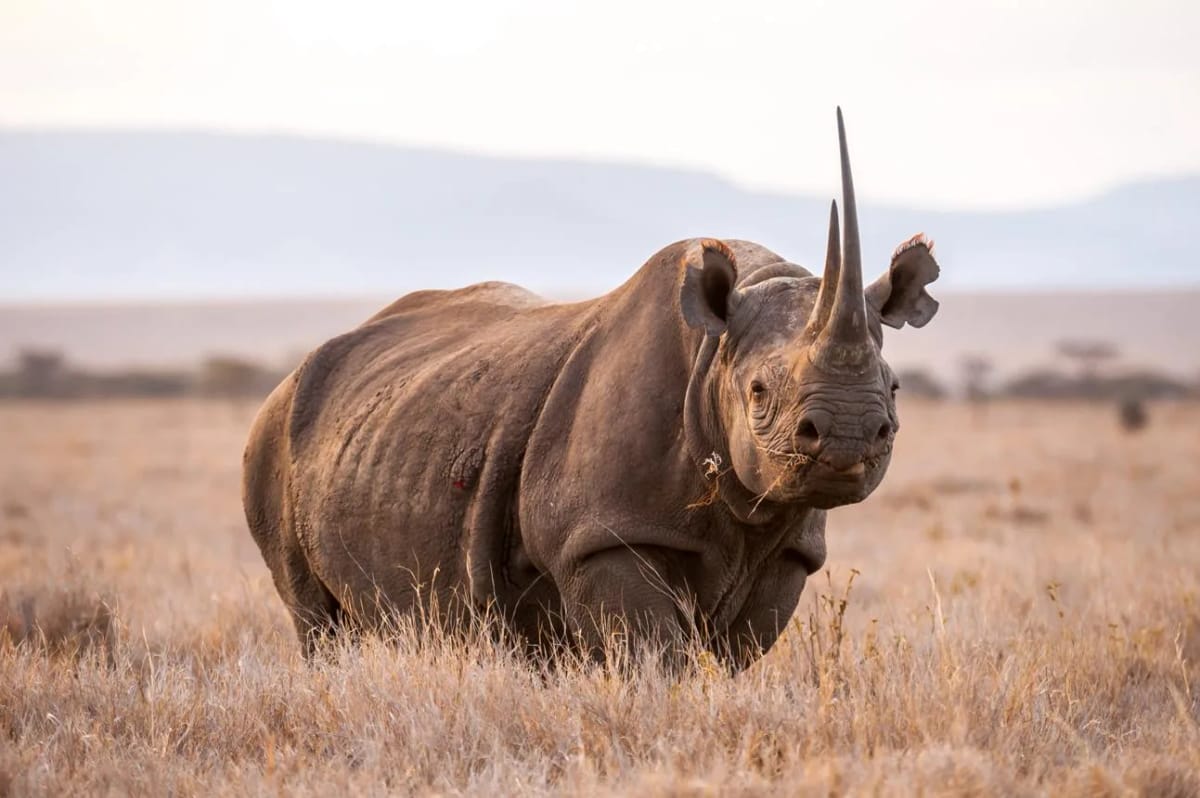 Lewa Wildlife Conservancy — 3-Day Land Cruiser Safari
