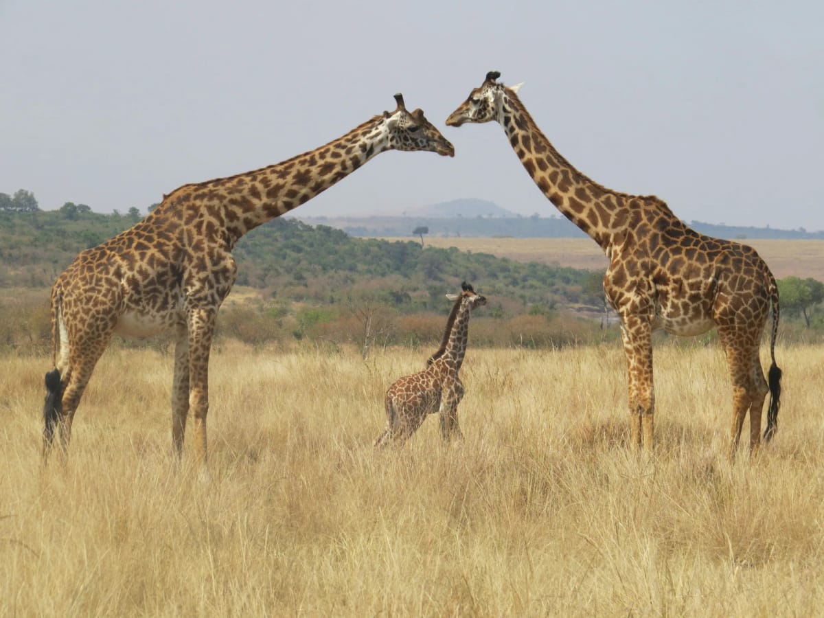 Mara North — 3-Day Land Cruiser Safari