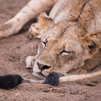 Galdessa Camp 2-Night Safari 20