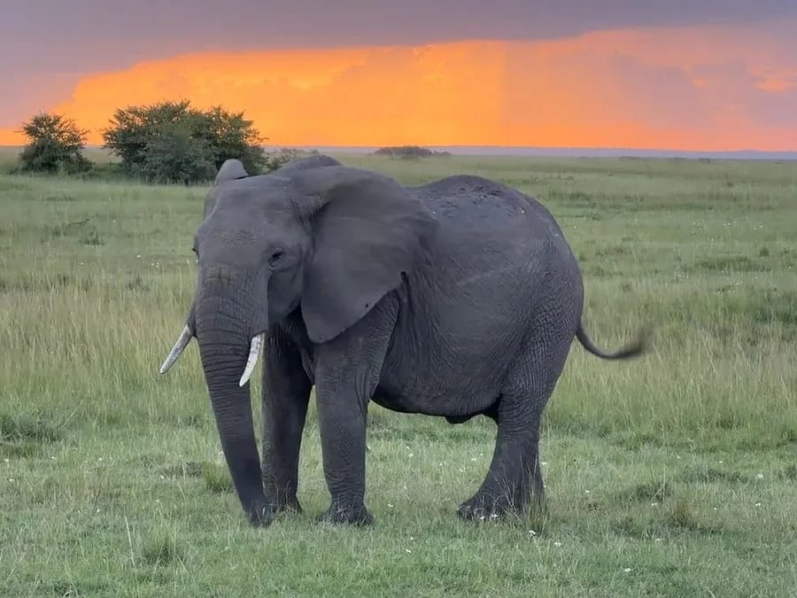 Zebra Valley Camp 2-Night Safari 18