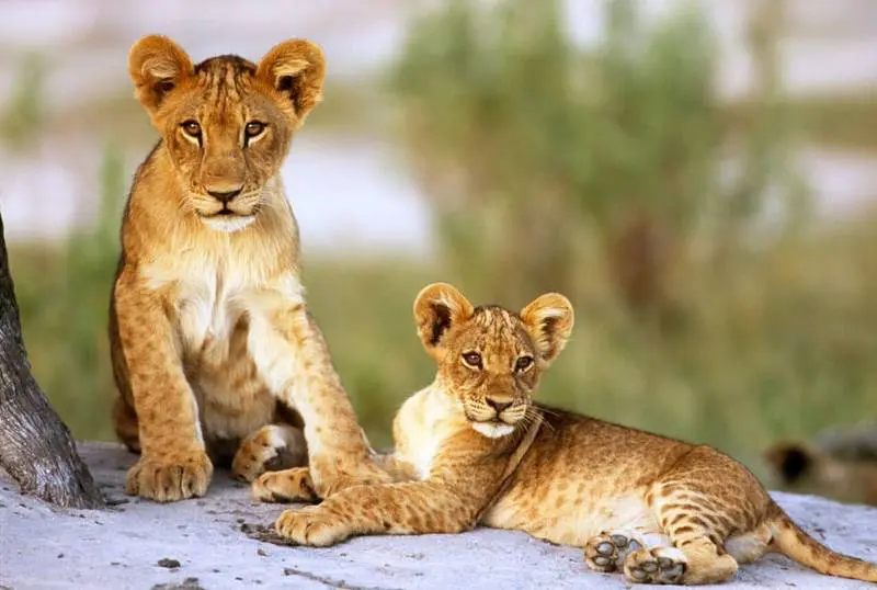 Maisha Sweetwaters Camp 2 Night Safari 9