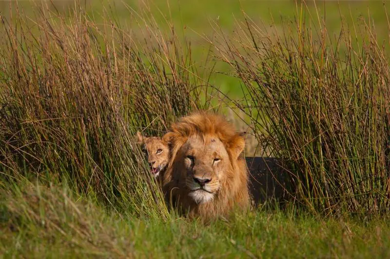 Maisha Sweetwaters Camp 2 Night Safari 10