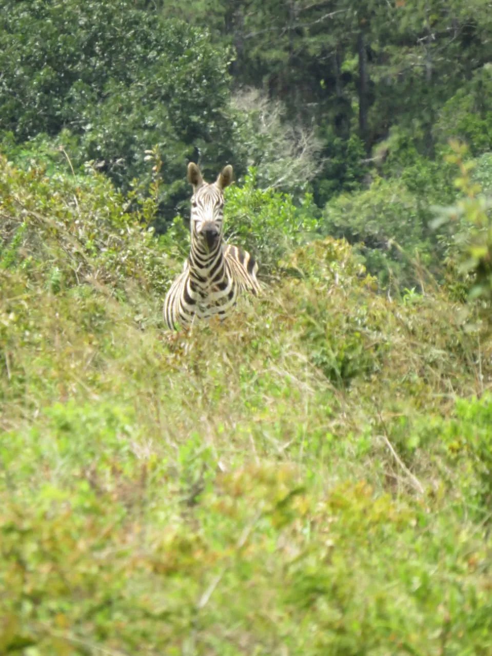1 Day Shimba Hills/Sheldrick Falls Tour 5